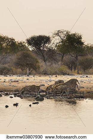"Pride of lions (Panthera leo) drinking at the Klein Namutoni waterhole, Etosha National Park, Namibia, Africa" View Large Photo Image Stock Image - "Pride of lions (Panthera leo) drinking at the Klein Namutoni waterhole, Etosha National Park, Namibia, Africa". Fotosearch