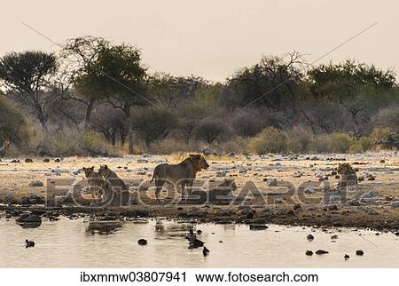 "Pride of lions (Panthera leo) drinking at the Klein Namutoni waterhole, Etosha National Park, Namibia, Africa" View Large Photo Image Stock Image - "Pride of lions (Panthera leo) drinking at the Klein Namutoni waterhole, Etosha National Park, Namibia, Africa". Fotosearch