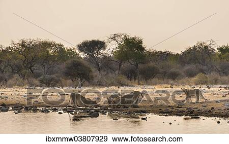 Stock Photo - "Pride of lions (Panthera leo) drinking at the Klein Namutoni waterhole, Etosha National Park, Namibia, Africa". Fotosearch