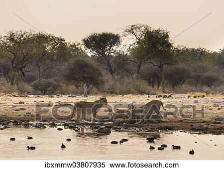 "Pride of lions (Panthera leo) drinking at the Klein Namutoni waterhole, Etosha National Park, Namibia, Africa" View Large Photo Image Stock Photography - "Pride of lions (Panthera leo) drinking at the Klein Namutoni waterhole, Etosha National Park, Namibia, Africa". Fotosearch