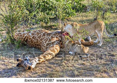 "Pride of Lions (Panthera leo) feeding on a giraffe, Masai Mara National Park, Kenya, East Africa, Africa, PublicGround, Africa" View Large Photo Image Stock Photo - "Pride of Lions (Panthera leo) feeding on a giraffe, Masai Mara National Park, Kenya, East Africa, Africa, PublicGround, Africa". Fotosearch