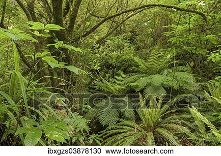 "Primary forest, rain forest and Tree Ferns (Cyatheales), North Island, New Zealand, Oceania" View Large Photo Image Stock Image - "Primary forest, rain forest and Tree Ferns (Cyatheales), North Island, New Zealand, Oceania". Fotosearch