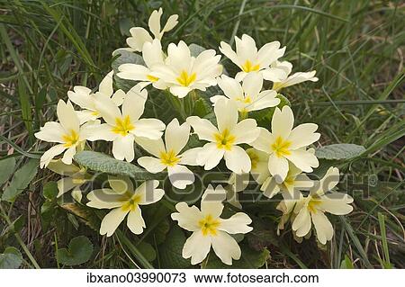 "Primrose (Primula acaulis), Burgenland, Austria, Europe" View Large Photo Image Stock Image - "Primrose (Primula acaulis), Burgenland, Austria, Europe". Fotosearch