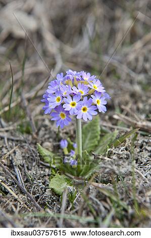 "Primrose (Primula), Upper Mustang, Lo, Nepal, Asia" View Large Photo Image Stock Photography - "Primrose (Primula), Upper Mustang, Lo, Nepal, Asia". Fotosearch