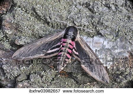 "Privet Hawk Moth (Sphinx ligustri), Mala Fatra, Slovakia, Europe" View Large Photo Image Stock Photo - "Privet Hawk Moth (Sphinx ligustri), Mala Fatra, Slovakia, Europe". Fotosearch