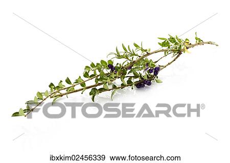 Privet Honeysuckle (Lonicera pileata) View Large Photo Image Stock Photo - Privet Honeysuckle (Lonicera pileata). Fotosearch