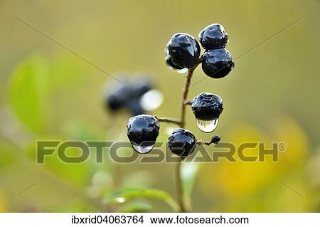 "Privet (Ligustrum vulgare) with berries and dewdrops, North Rhine-Westphalia, Germany, Europe" View Large Photo Image Picture - "Privet (Ligustrum vulgare) with berries and dewdrops, North Rhine-Westphalia, Germany, Europe". Fotosearch