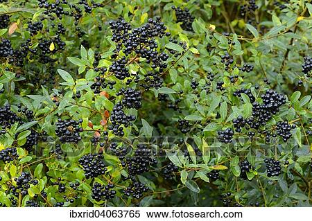 Stock Photography - "Privet (Ligustrum vulgare) with berries, North Rhine-Westphalia, Germany, Europe". Fotosearch