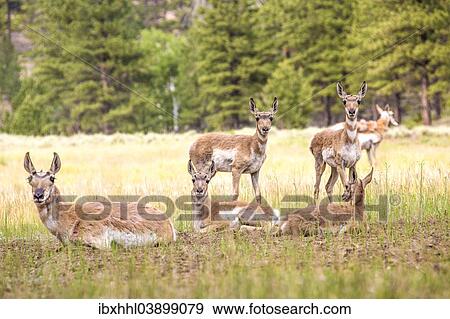 "Pronghorns (Antilocapra americana), Utah, United States, North America" View Large Photo Image Stock Photo - "Pronghorns (Antilocapra americana), Utah, United States, North America". Fotosearch