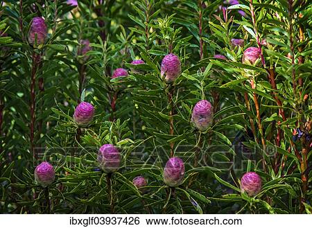"Protea or Sugarbush (Protea spp. ), buds, Western Cape, South Africa, Africa" View Large Photo Image Stock Photograph - "Protea or Sugarbush (Protea spp. ), buds, Western Cape, South Africa, Africa". Fotosearch