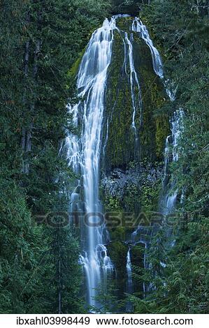 "Proxy Falls, waterfall on the McKenzie River, Eugene, Oregon, United States, North America" View Large Photo Image Stock Photo - "Proxy Falls, waterfall on the McKenzie River, Eugene, Oregon, United States, North America". Fotosearch