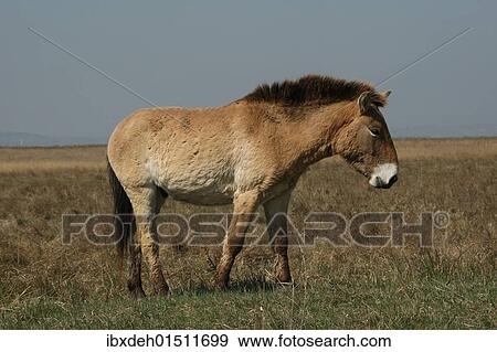 Stock Photo - "Przewalski's horse (Equus ferus przewalskii), Burgenland, Austria, Europe". Fotosearch