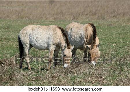 "Przewalski's horses (Equus ferus przewalskii), Burgenland, Austria, Europe" View Large Photo Image Stock Image - "Przewalski's horses (Equus ferus przewalskii), Burgenland, Austria, Europe". Fotosearch