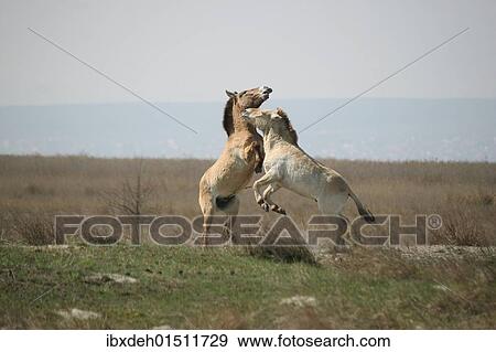 Stock Photo - "Przewalski's horses (Equus ferus przewalskii), playing young stallions, Burgenland, Austria, Europe". Fotosearch