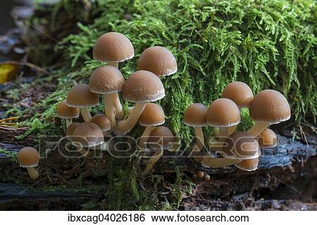 "Psathyrella piluliformis (Psathyrella piluliformis), fruiting bodies growing on moss covered dead wood, Monchbruch nature reserve, Hessen, Germany, Europe" View Large Photo Image Stock Photograph - "Psathyrella piluliformis (Psathyrella piluliformis), fruiting bodies growing on moss covered dead wood, Monchbruch nature reserve, Hessen, Germany, Europe". Fotosearch