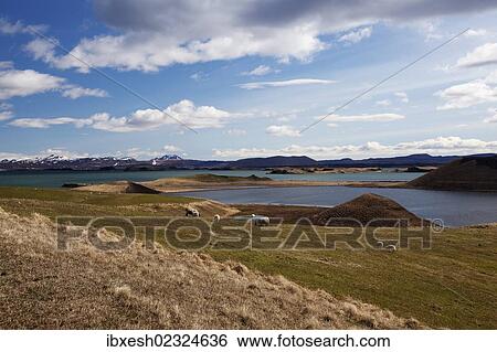"Pseudo crater in a lake, Skutustadir, Myvatn, northern Iceland, Iceland, Europe" View Large Photo Image Stock Photograph - "Pseudo crater in a lake, Skutustadir, Myvatn, northern Iceland, Iceland, Europe". Fotosearch
