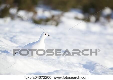 "Ptarmigan (Lagopus lagopus) in the morning, Dovrefjell-Sunndalsfjella National Park, Norway, Europe" View Large Photo Image Stock Image - "Ptarmigan (Lagopus lagopus) in the morning, Dovrefjell-Sunndalsfjella National Park, Norway, Europe". Fotosearch