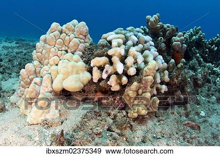 "Pterois, Lionfish (Pterois) hiding amoung corals, Kahekili Beach Park, Maui, Hawaii, USA" View Large Photo Image Stock Photo - "Pterois, Lionfish (Pterois) hiding amoung corals, Kahekili Beach Park, Maui, Hawaii, USA". Fotosearch