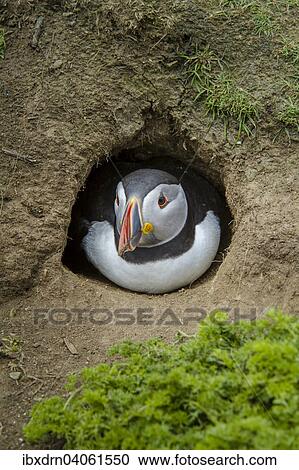 "Puffin (Fratercula arctica) at the entrance of its breeding burrow, Skomer Island, Wales, United Kingdom, Europe" View Large Photo Image Stock Image - "Puffin (Fratercula arctica) at the entrance of its breeding burrow, Skomer Island, Wales, United Kingdom, Europe". Fotosearch