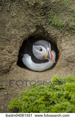 "Puffin (Fratercula arctica) at the entrance of its breeding burrow, Skomer Island, Wales, United Kingdom, Europe" View Large Photo Image Stock Image - "Puffin (Fratercula arctica) at the entrance of its breeding burrow, Skomer Island, Wales, United Kingdom, Europe". Fotosearch