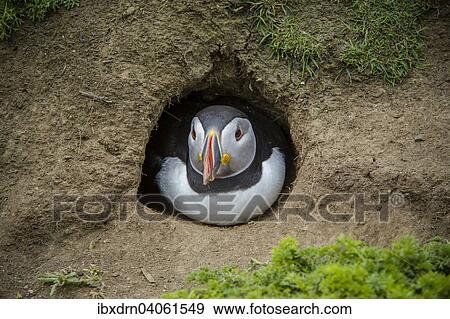 Stock Photo - "Puffin (Fratercula arctica) at the entrance of its breeding burrow, Skomer Island, Wales, United Kingdom, Europe". Fotosearch