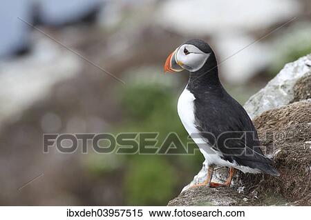 "Puffin (Fratercula arctica), bird island Hornoya, Varanger, Norway, Europe" View Large Photo Image Stock Photography - "Puffin (Fratercula arctica), bird island Hornoya, Varanger, Norway, Europe". Fotosearch