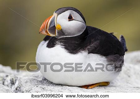 "Puffin (Fratercula arctica), Farne Islands, Northumberland, England, United Kingdom, Europe" View Large Photo Image Picture - "Puffin (Fratercula arctica), Farne Islands, Northumberland, England, United Kingdom, Europe". Fotosearch