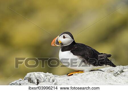 "Puffin (Fratercula arctica), Farne Islands, Northumberland, England, United Kingdom, Europe" View Large Photo Image Picture - "Puffin (Fratercula arctica), Farne Islands, Northumberland, England, United Kingdom, Europe". Fotosearch