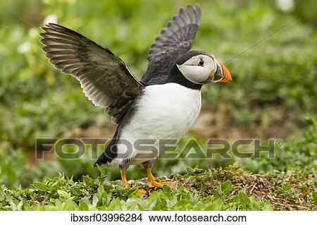 "Puffin (Fratercula arctica), Farne Islands, Northumberland, England, United Kingdom, Europe" View Large Photo Image Picture - "Puffin (Fratercula arctica), Farne Islands, Northumberland, England, United Kingdom, Europe". Fotosearch