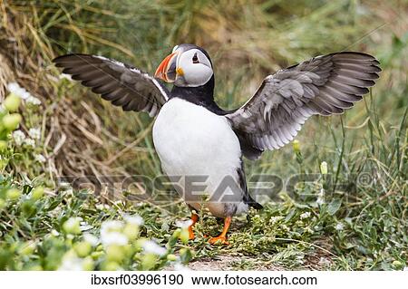 "Puffin (Fratercula arctica), Farne Islands, Northumberland, England, United Kingdom, Europe" View Large Photo Image Stock Image - "Puffin (Fratercula arctica), Farne Islands, Northumberland, England, United Kingdom, Europe". Fotosearch