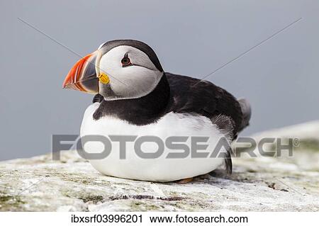 Stock Image - "Puffin (Fratercula arctica), Farne Islands, Northumberland, England, United Kingdom, Europe". Fotosearch