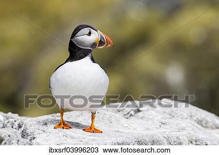 Stock Image - "Puffin (Fratercula arctica), Farne Islands, Northumberland, England, United Kingdom, Europe". Fotosearch