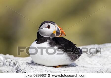"Puffin (Fratercula arctica), Farne Islands, Northumberland, England, United Kingdom, Europe" View Large Photo Image Stock Image - "Puffin (Fratercula arctica), Farne Islands, Northumberland, England, United Kingdom, Europe". Fotosearch