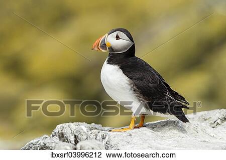 "Puffin (Fratercula arctica), Farne Islands, Northumberland, England, United Kingdom, Europe" View Large Photo Image Stock Image - "Puffin (Fratercula arctica), Farne Islands, Northumberland, England, United Kingdom, Europe". Fotosearch
