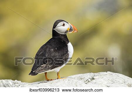 "Puffin (Fratercula arctica), Farne Islands, Northumberland, England, United Kingdom, Europe" View Large Photo Image Stock Image - "Puffin (Fratercula arctica), Farne Islands, Northumberland, England, United Kingdom, Europe". Fotosearch