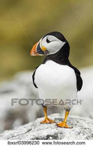 "Puffin (Fratercula arctica), Farne Islands, Northumberland, England, United Kingdom, Europe" View Large Photo Image Stock Image - "Puffin (Fratercula arctica), Farne Islands, Northumberland, England, United Kingdom, Europe". Fotosearch