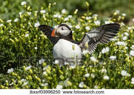 "Puffin (Fratercula arctica), Farne Islands, Northumberland, England, United Kingdom, Europe" View Large Photo Image Stock Image - "Puffin (Fratercula arctica), Farne Islands, Northumberland, England, United Kingdom, Europe". Fotosearch