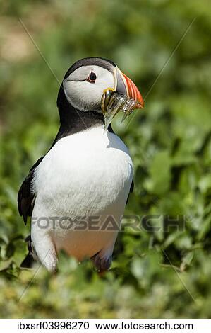 Stock Image - "Puffin (Fratercula arctica), Farne Islands, Northumberland, England, United Kingdom, Europe". Fotosearch