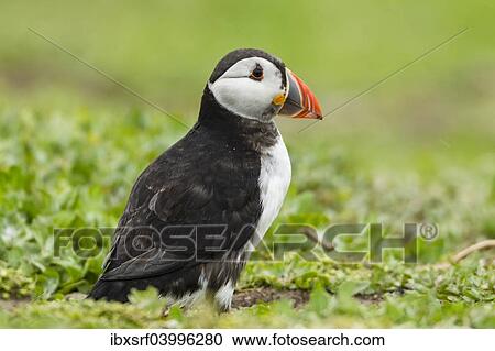 "Puffin (Fratercula arctica), Farne Islands, Northumberland, England, United Kingdom, Europe" View Large Photo Image Stock Image - "Puffin (Fratercula arctica), Farne Islands, Northumberland, England, United Kingdom, Europe". Fotosearch