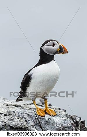 "Puffin (Fratercula arctica), Farne Islands, Northumberland, England, United Kingdom, Europe" View Large Photo Image Stock Image - "Puffin (Fratercula arctica), Farne Islands, Northumberland, England, United Kingdom, Europe". Fotosearch