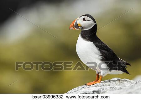 Stock Image - "Puffin (Fratercula arctica), Farne Islands, Northumberland, England, United Kingdom, Europe". Fotosearch