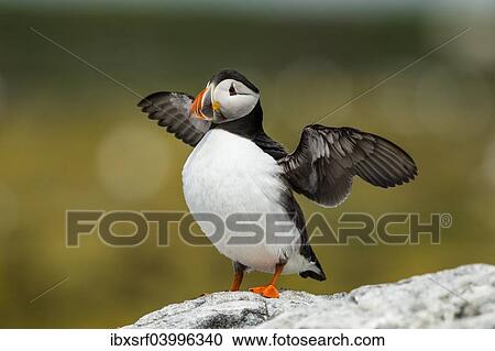 "Puffin (Fratercula arctica), Farne Islands, Northumberland, England, United Kingdom, Europe" View Large Photo Image Stock Image - "Puffin (Fratercula arctica), Farne Islands, Northumberland, England, United Kingdom, Europe". Fotosearch