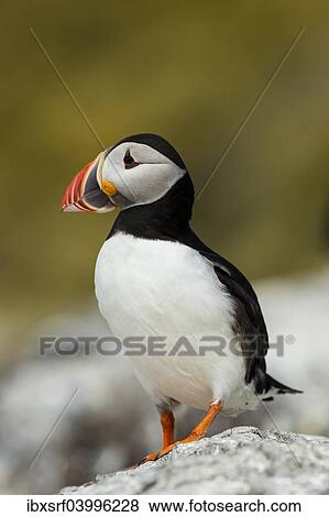"Puffin (Fratercula arctica), Farne Islands, Northumberland, England, United Kingdom, Europe" View Large Photo Image Stock Photo - "Puffin (Fratercula arctica), Farne Islands, Northumberland, England, United Kingdom, Europe". Fotosearch