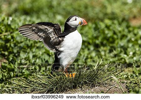 "Puffin (Fratercula arctica), Farne Islands, Northumberland, England, United Kingdom, Europe" View Large Photo Image Stock Photo - "Puffin (Fratercula arctica), Farne Islands, Northumberland, England, United Kingdom, Europe". Fotosearch