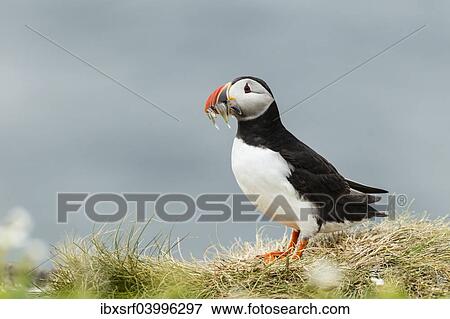 "Puffin (Fratercula arctica), Farne Islands, Northumberland, England, United Kingdom, Europe" View Large Photo Image Stock Photo - "Puffin (Fratercula arctica), Farne Islands, Northumberland, England, United Kingdom, Europe". Fotosearch