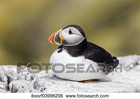 "Puffin (Fratercula arctica), Farne Islands, Northumberland, England, United Kingdom, Europe" View Large Photo Image Stock Photograph - "Puffin (Fratercula arctica), Farne Islands, Northumberland, England, United Kingdom, Europe". Fotosearch