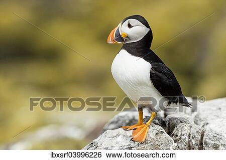 "Puffin (Fratercula arctica), Farne Islands, Northumberland, England, United Kingdom, Europe" View Large Photo Image Stock Photograph - "Puffin (Fratercula arctica), Farne Islands, Northumberland, England, United Kingdom, Europe". Fotosearch