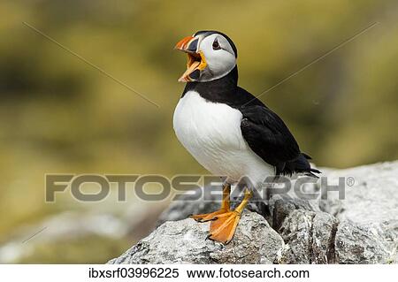 "Puffin (Fratercula arctica), Farne Islands, Northumberland, England, United Kingdom, Europe" View Large Photo Image Stock Photography - "Puffin (Fratercula arctica), Farne Islands, Northumberland, England, United Kingdom, Europe". Fotosearch