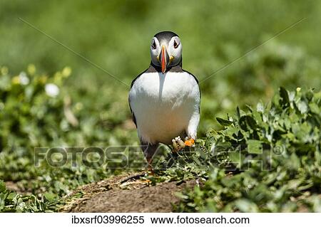 "Puffin (Fratercula arctica), Farne Islands, Northumberland, England, United Kingdom, Europe" View Large Photo Image Stock Photography - "Puffin (Fratercula arctica), Farne Islands, Northumberland, England, United Kingdom, Europe". Fotosearch