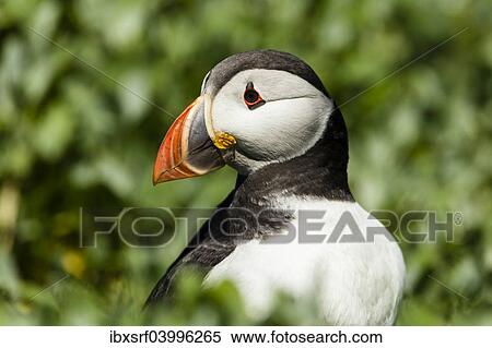 Stock Photography - "Puffin (Fratercula arctica), Farne Islands, Northumberland, England, United Kingdom, Europe". Fotosearch